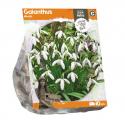 Baltus Galanthus Nivalis bloembollen per 10 stuks